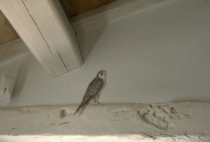 wandmalerei, lehmputz, decoration, tiermalerei, atelier wandlungen